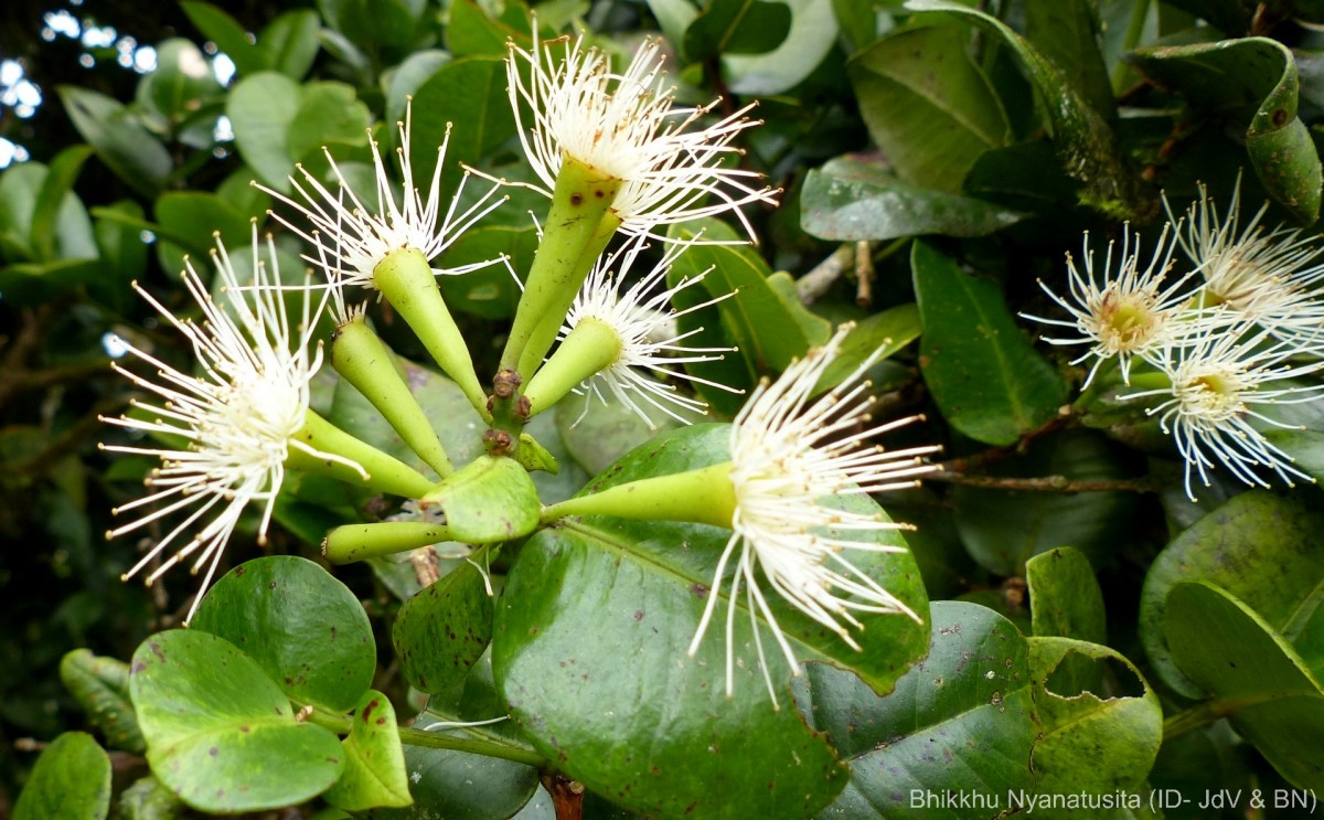 Syzygium fergusonii (Trimen) Gamble